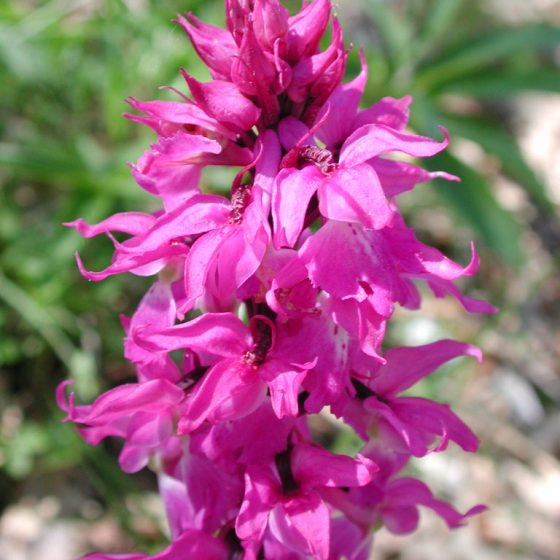 Orchis mascula, orchidea .maschio, Trevi, pascoli monti Serano - Brunette