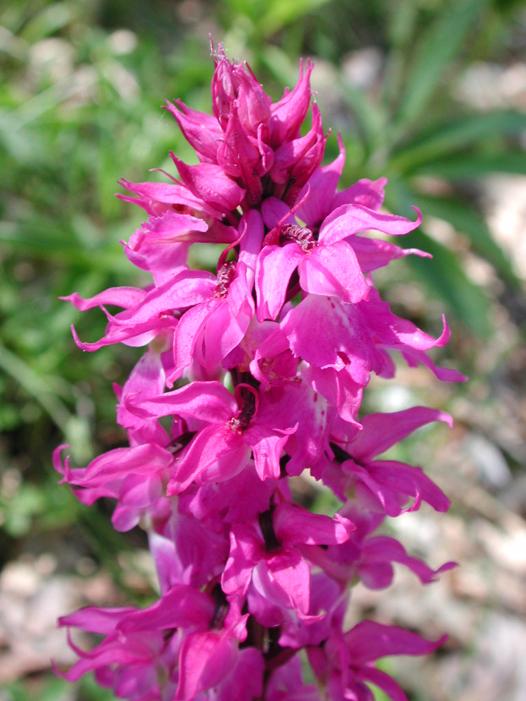 Orchidea maschio, orchide maschia