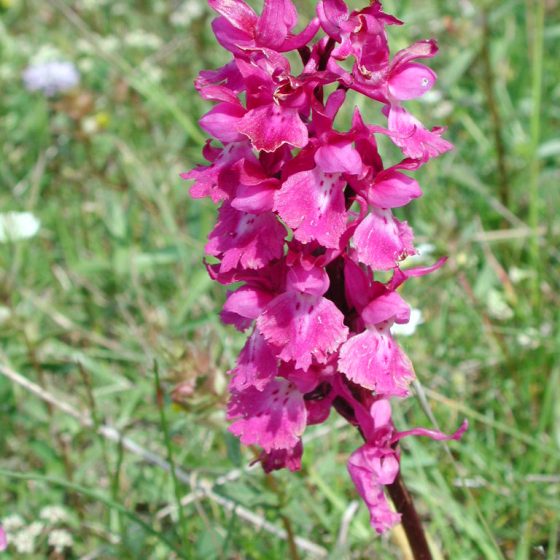 Orchis mascula, orchidea .maschio, Trevi, pascoli monti Serano - Brunette