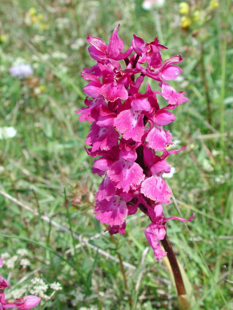 Orchis mascula, orchidea .maschio, Trevi, pascoli monti Serano - Brunette