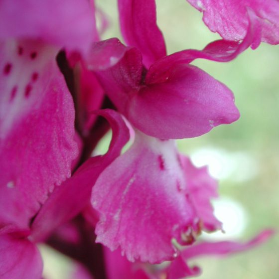 Orchis mascula, orchidea .maschio, Trevi, pascoli monti Serano - Brunette