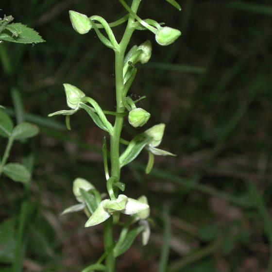 Platanthera chlorantha, platantera verdastra, Trevi, bosco strada Brunette