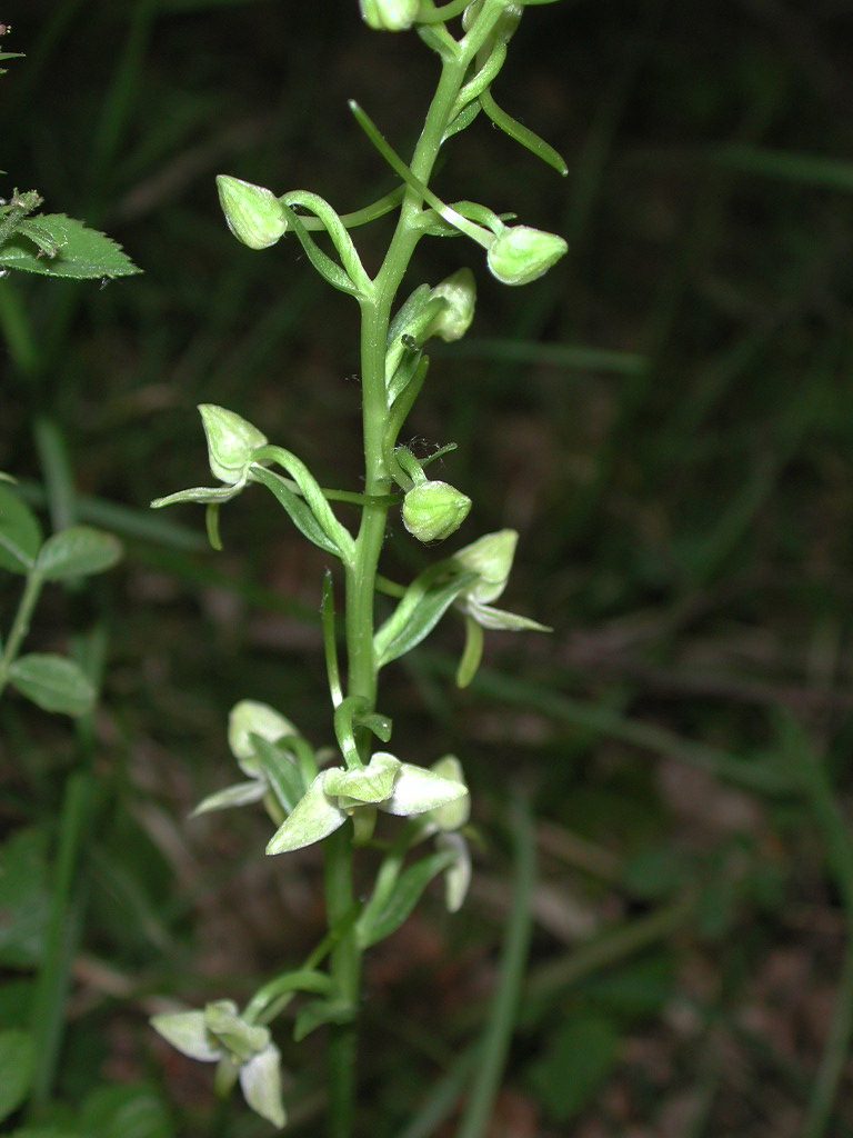 Platanthera chlorantha, platantera verdastra, Trevi, bosco strada Brunette