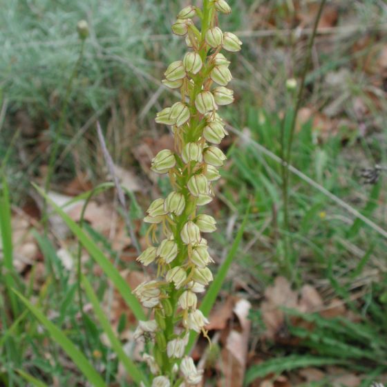 Orchis anthropophorum, Trevi, monte Caprile