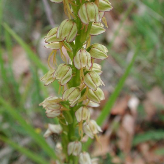 Orchis anthropophorum, Trevi, monte Caprile