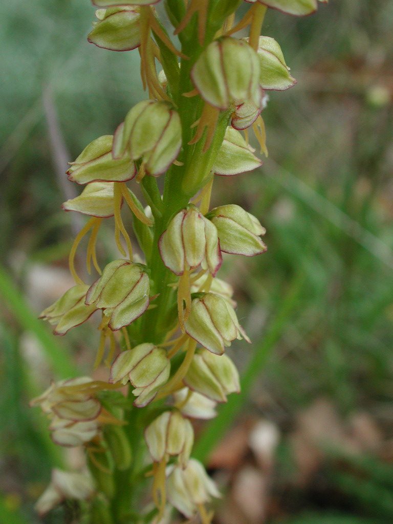 Orchis anthropophorum, Trevi, monte Caprile