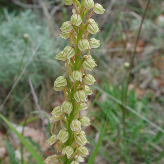 Orchis anthropophorum, Trevi, monte Caprile