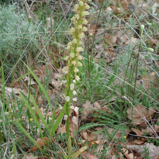 Orchis anthropophorum, Trevi, monte Caprile