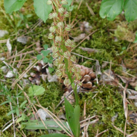 Orchis anthropophorum, Trevi, monte Caprile