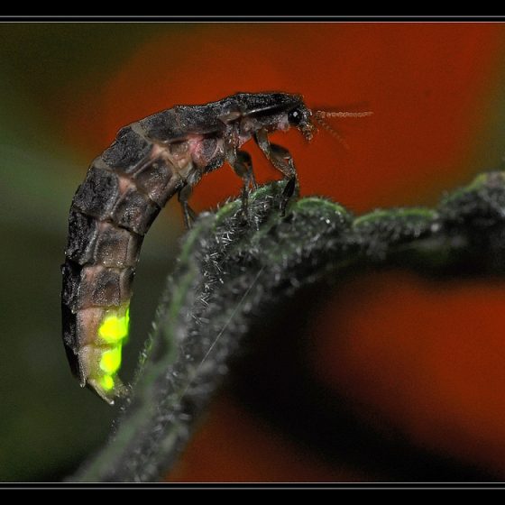 Lampyris noctiluca, lucciola (femmina)[photo credit: cquintin www.flickr.comVers luisant (Lampyris noctiluca)via photopin creativecommons.org/licenses/by-nc/2.0]