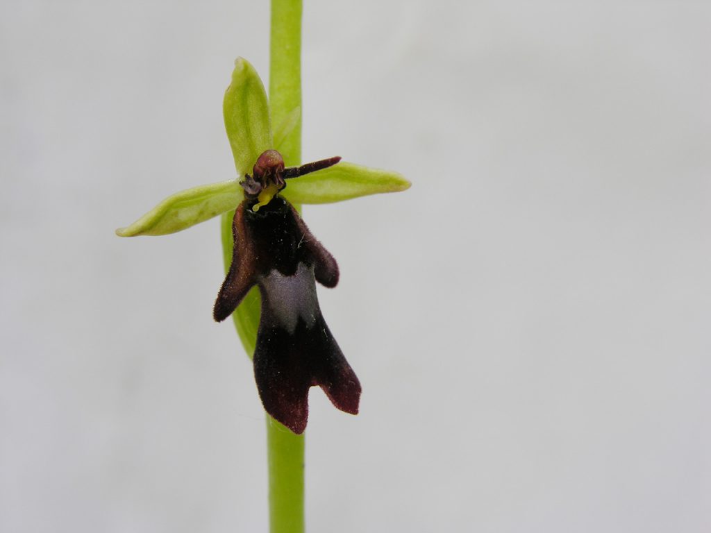 Ophrys insectifera