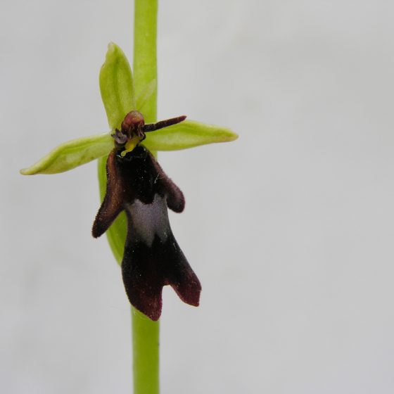 Ophrys insectifera