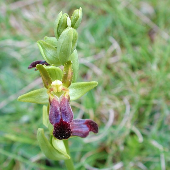 Ophrys fusca subsp. funerea