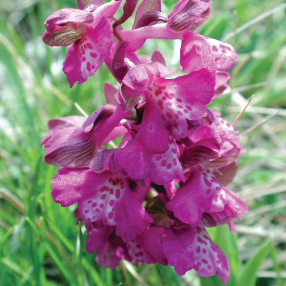 Anacamptis morio, orchidea morio