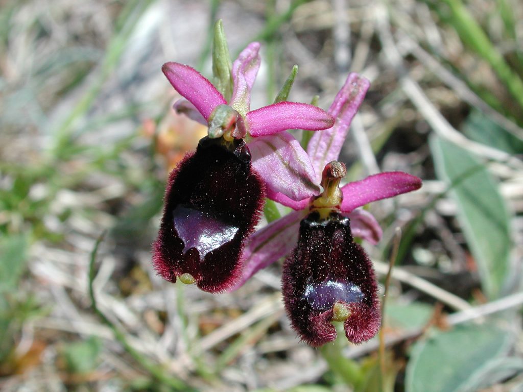 Ophrys bertolonii, Montelegno, Trevi