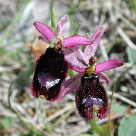 Ophrys bertolonii, Montelegno, Trevi