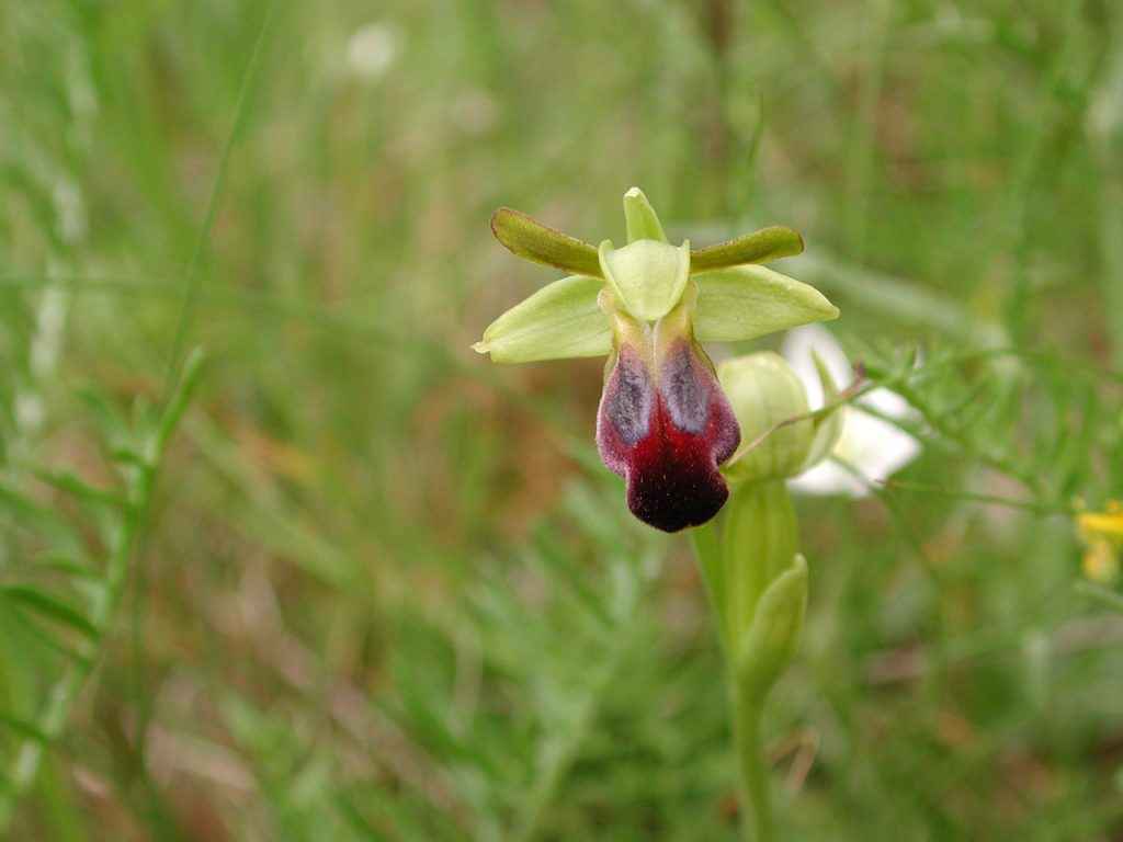 Ophrys fusca subsp. funerea