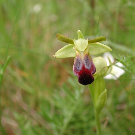 Ophrys fusca subsp. funerea
