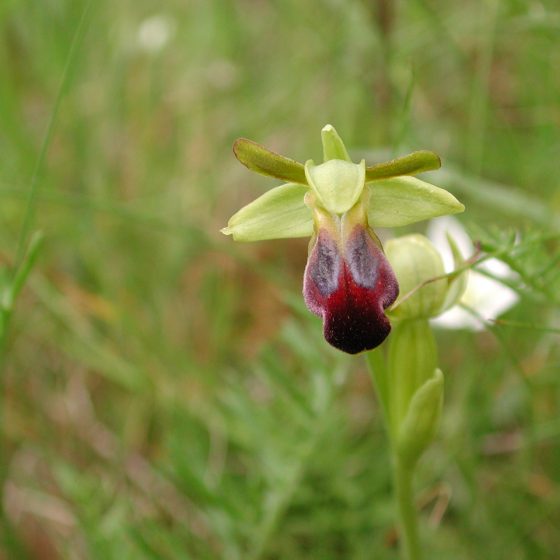 Ophrys fusca subsp. funerea