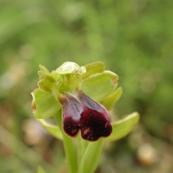 Ophrys fusca subsp. funerea