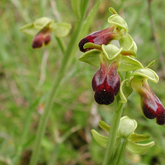 Ophrys fusca subsp. funerea