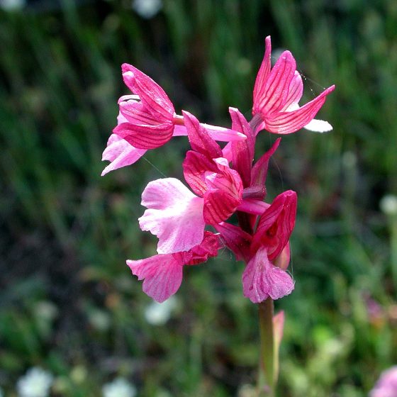 Ibrido tra Anacamptis morio e Anacamptis papilionacea (A. xgennarii)