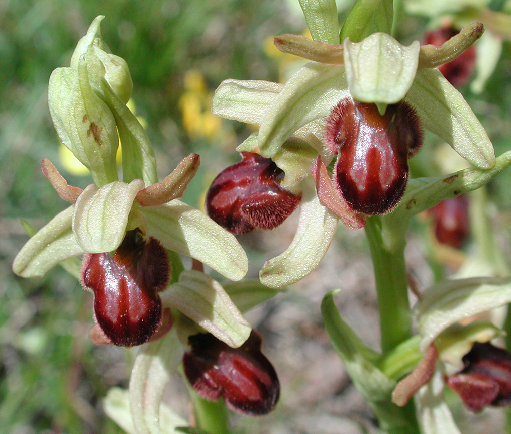 Ophrys sphegodes subsp. classica, Trevi, Umbria