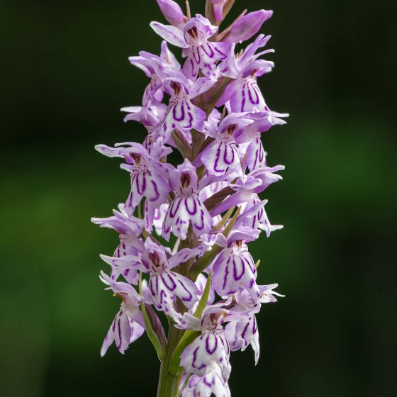 Dactylorhiza maculata subsp. fuchsii [By Uoaei1 - Own work, CC BY-SA 4.0, commons.wikimedia.org/w/index.php?curid=34352665]