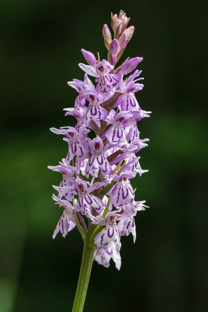 Dactylorhiza maculata subsp. fuchsii [By Uoaei1 - Own work, CC BY-SA 4.0, commons.wikimedia.org/w/index.php?curid=34352665]