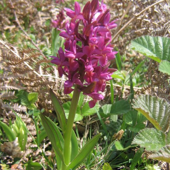 Dactylorhiza sambucina [Di Jean-Marc Planchon - Fichier perso, Pubblico dominio, commons.wikimedia.org/w/index.php?curid=5978930]