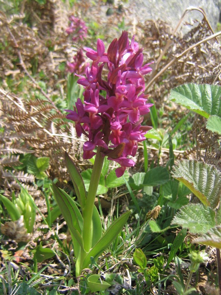 Dactylorhiza sambucina [Di Jean-Marc Planchon - Fichier perso, Pubblico dominio, commons.wikimedia.org/w/index.php?curid=5978930]