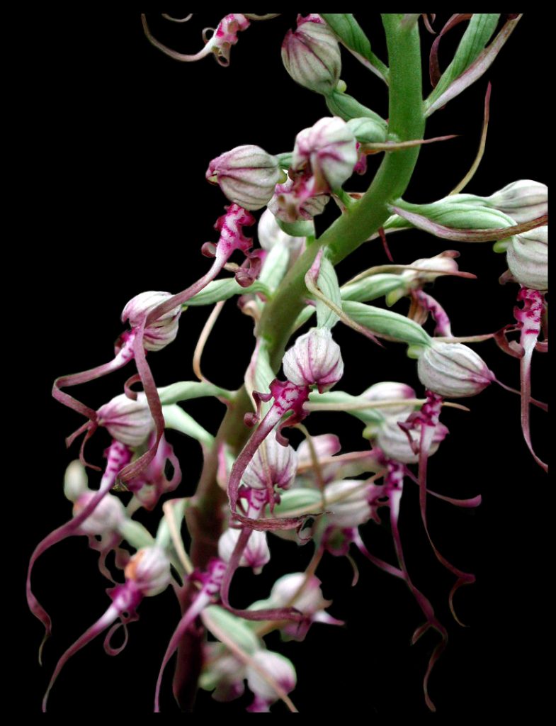 Himantoglossum adriaticum, barbone adriatico