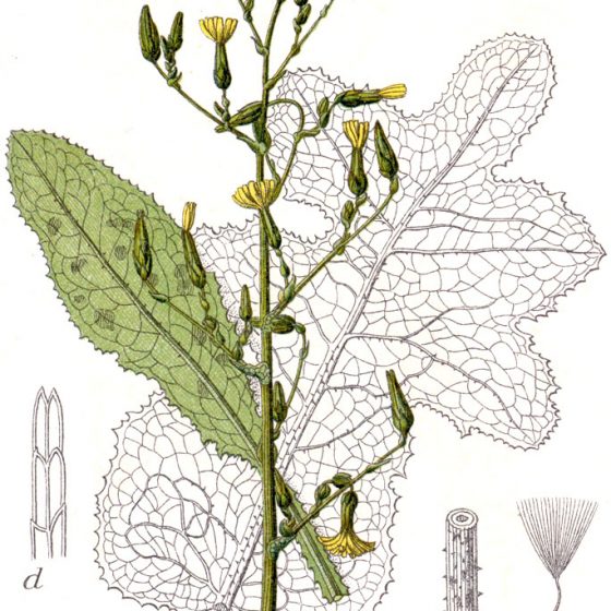 Lactuca virosa [tavola tratta da Johann Georg Sturm (Painter: Jacob Sturm) Figure 44 from Deutschlands Flora in Abbildungen at www.biolib.de]