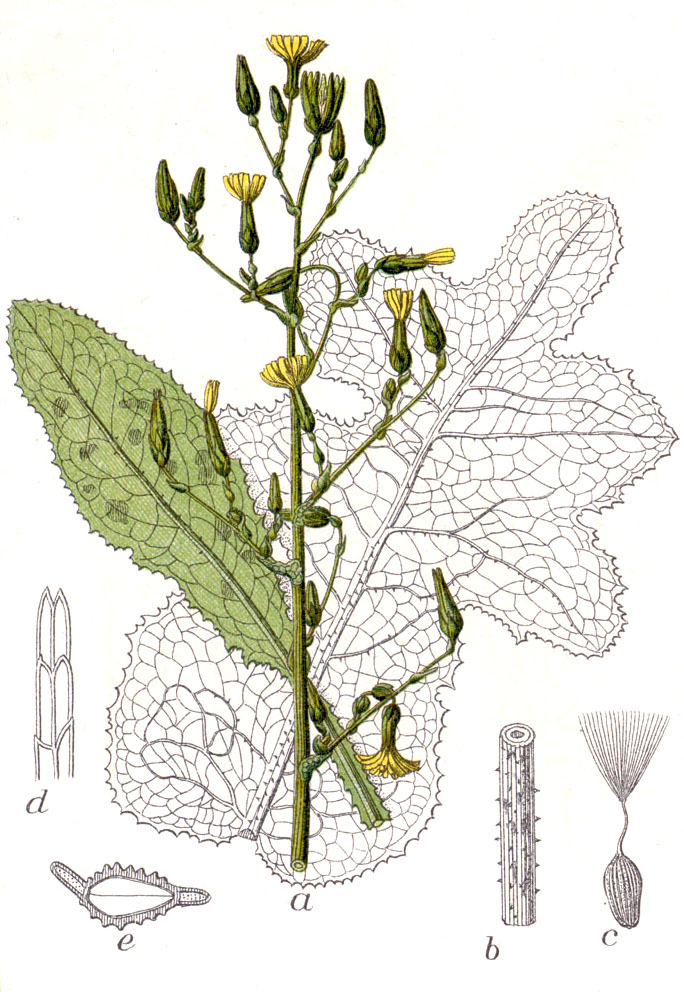 Lactuca virosa [tavola tratta da Johann Georg Sturm (Painter: Jacob Sturm) Figure 44 from Deutschlands Flora in Abbildungen at www.biolib.de]