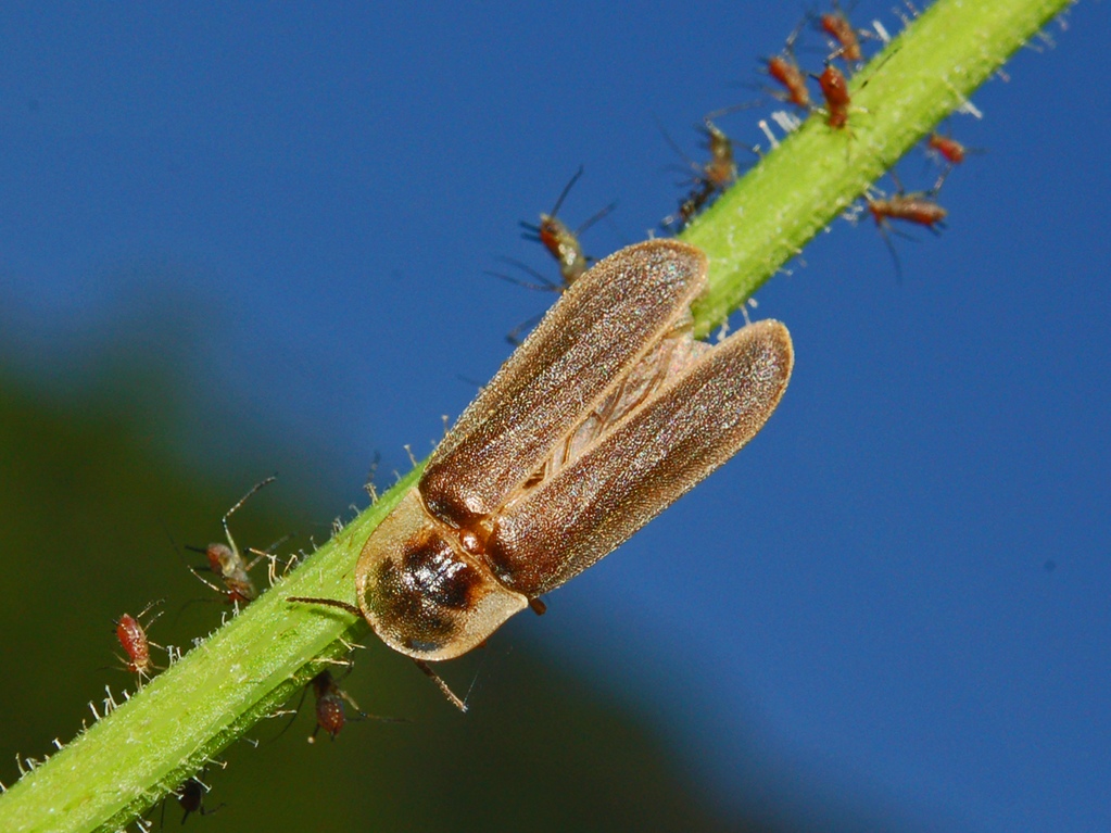 Lampyris noctiluca - lucciola