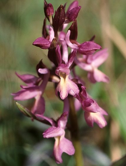 Dactylorhiza romana [Di Mg-k - selbst fotografiert - own picture published on www.m-klueber.de (my own site) CC BY-SA 3.0, commons.wikimedia.org/w/index.php?curid=3458407]