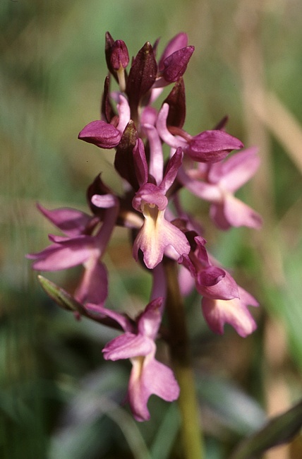 Dactylorhiza romana [Di Mg-k - selbst fotografiert - own picture published on www.m-klueber.de (my own site) CC BY-SA 3.0, commons.wikimedia.org/w/index.php?curid=3458407]