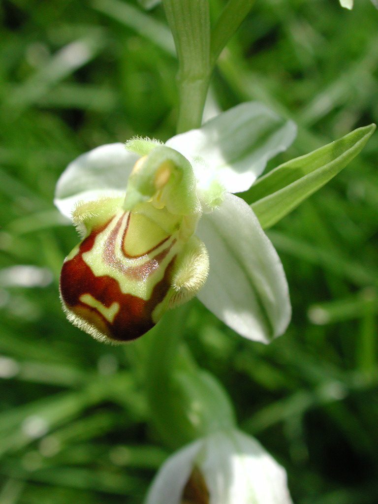 Ophrys apifera, fosso dell'Eremita, Trevi