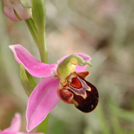 Ophrys apifera (nella colorazione rosa)