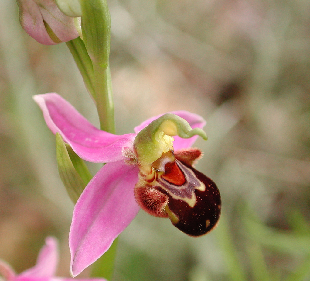 Apifera, fior d’ape, vesparia