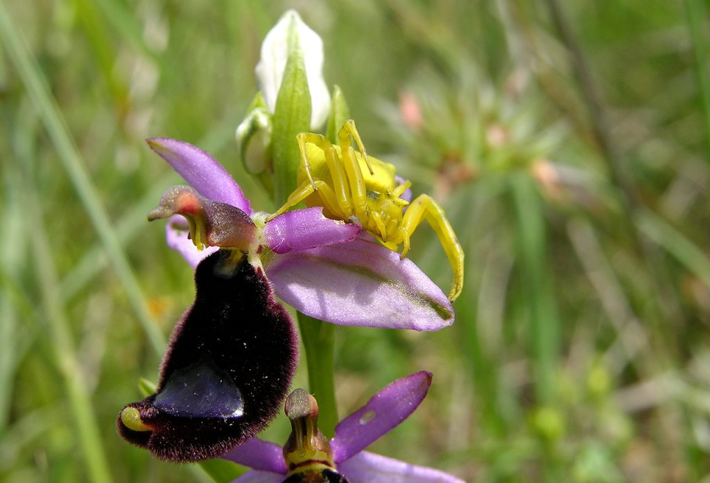 Ragno Thomisus onustus su Ophrys bertolonii