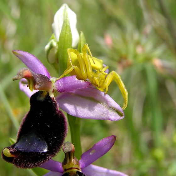 Ragno Thomisus onustus su Ophrys bertolonii