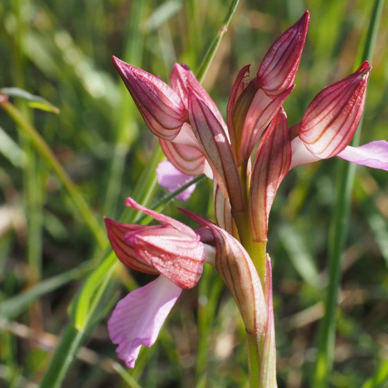 Anacamptis papilionacea, orchidea farfalla, Manciano, Trevi