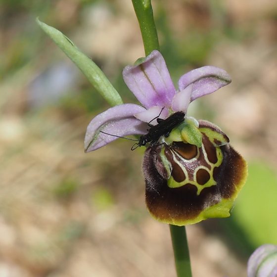 Ophrys holosericea subsp. appennina, Trevi