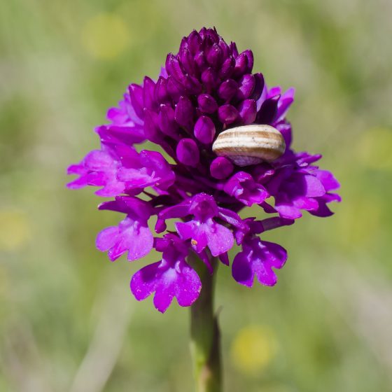 Anacamptis pyramidalis (var. tanayensis), orchidea piramidale