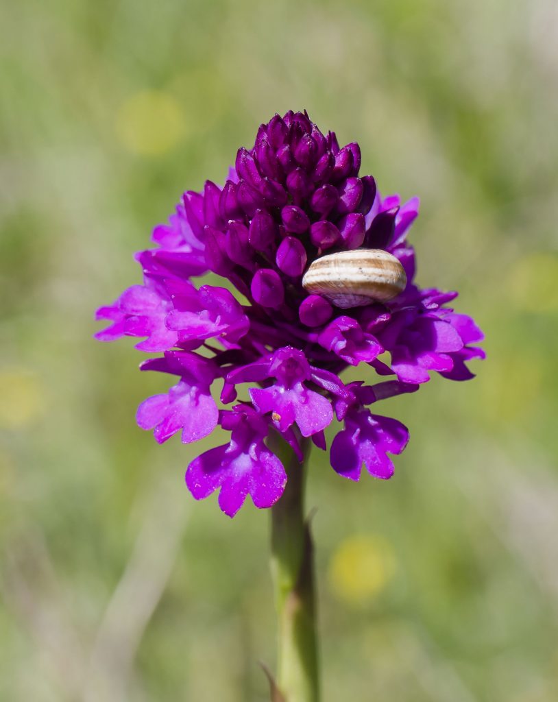 Anacamptis pyramidalis (var. tanayensis), orchidea piramidale