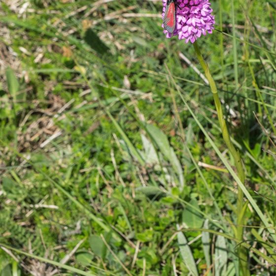 Anacamptis pyramidalis, orchidea piramidale