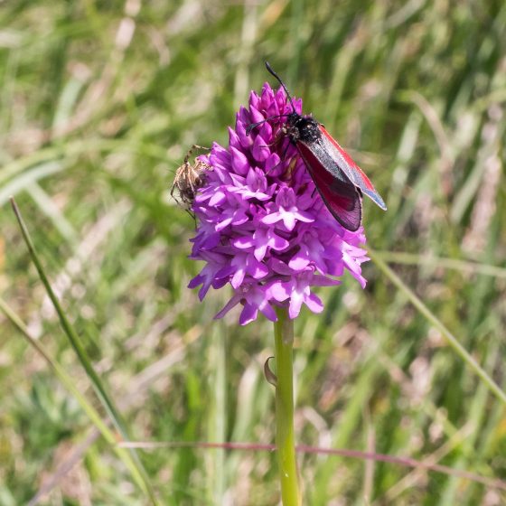 Anacamptis pyramidalis, orchidea piramidale