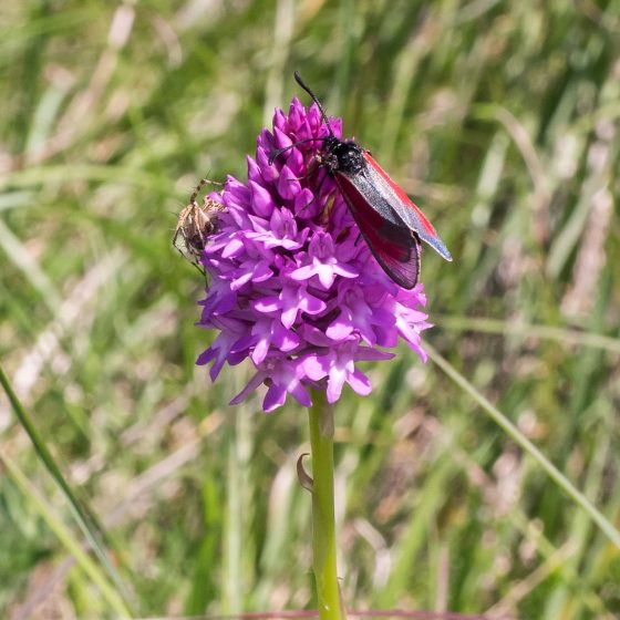 Anacamptis pyramidalis, orchidea piramidale