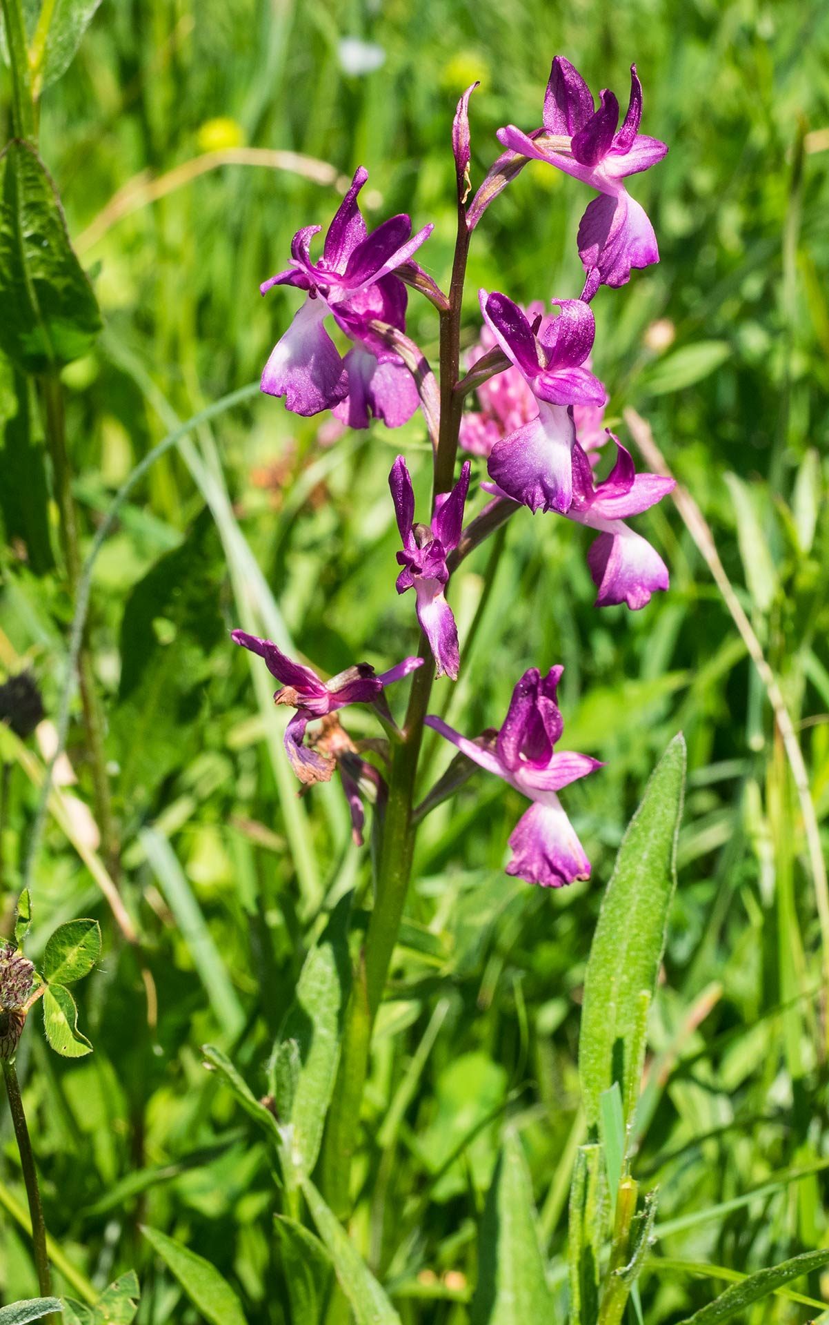 Orchidea acquatica, galletto di palude, orchidea lassiflora